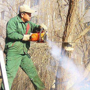 Petrol Chain Saws